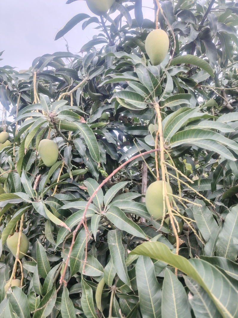 台芒，水仙芒海南芒果产地直发全国供应批发