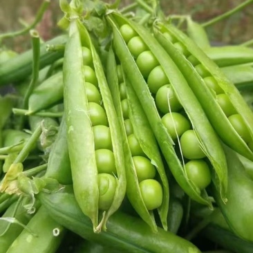 【现摘现发】新鲜带壳甜豌豆甜脆豌豆