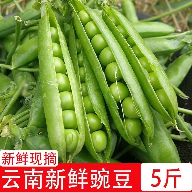 【现摘现发】新鲜带壳甜豌豆甜脆豌豆