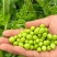 【现摘现发】新鲜带壳甜豌豆甜脆豌豆