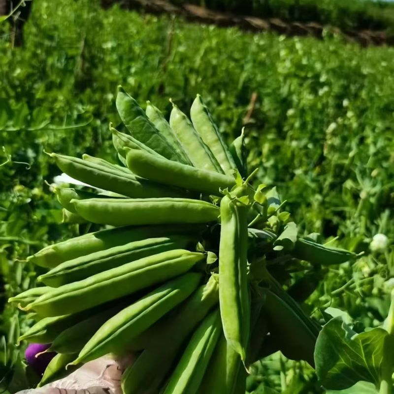 【现摘现发】新鲜带壳甜豌豆甜脆豌豆