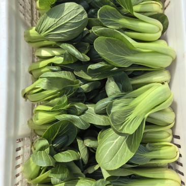 小青菜