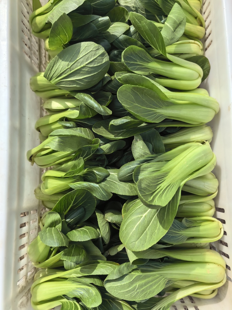 小青菜