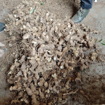 多花姜型黄精，30亩随时挖