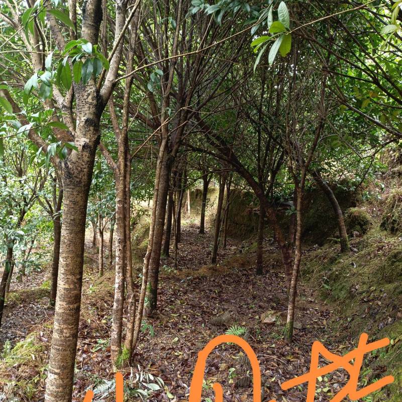 八月桂米径7cm不包挖140一棵，产地从优，物美价廉