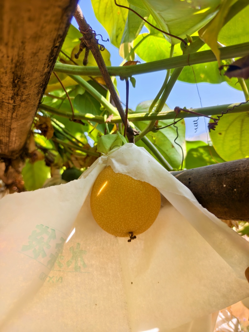 热带水果哥伦比亚热情果又称甜西番莲，欢迎咨询
