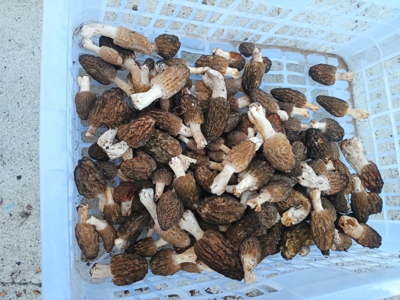 野生羊肚菌干货