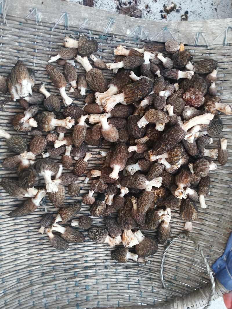 野生羊肚菌干货