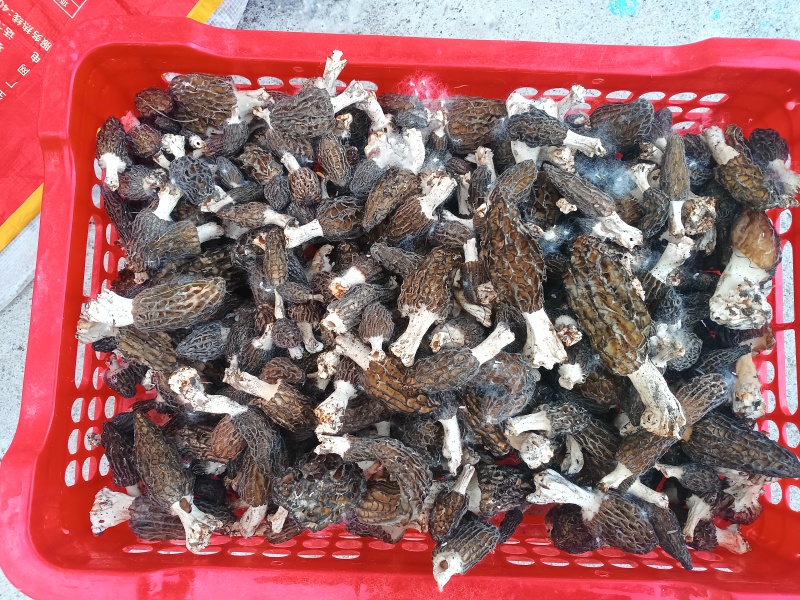 野生羊肚菌干货