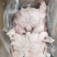 全熟白羊脸肉全国发货
