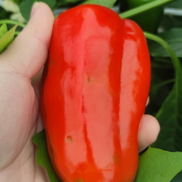 红尖菜椒