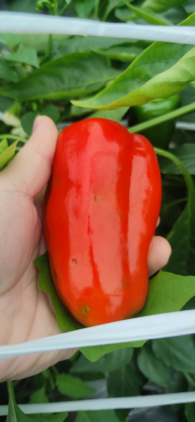 红尖菜椒