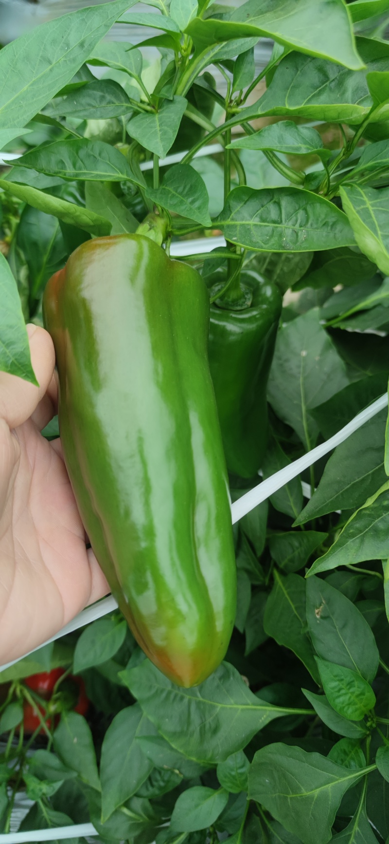 红尖菜椒