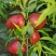 油桃中油4号5号十六十八十九产地直供可供应各种渠道