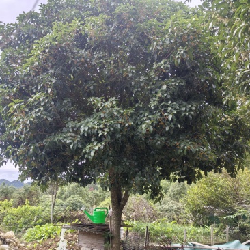 上犹自种八月桂，包挖6cm米径，180元一棵