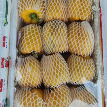 红黄绿彩椒
