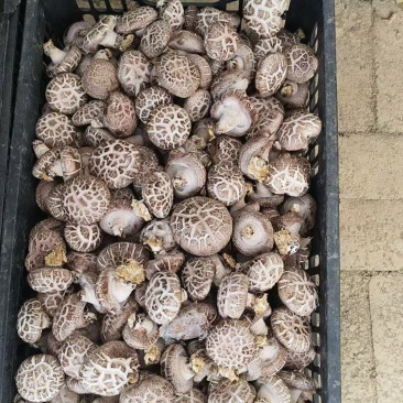 新鲜香菇，自家种植