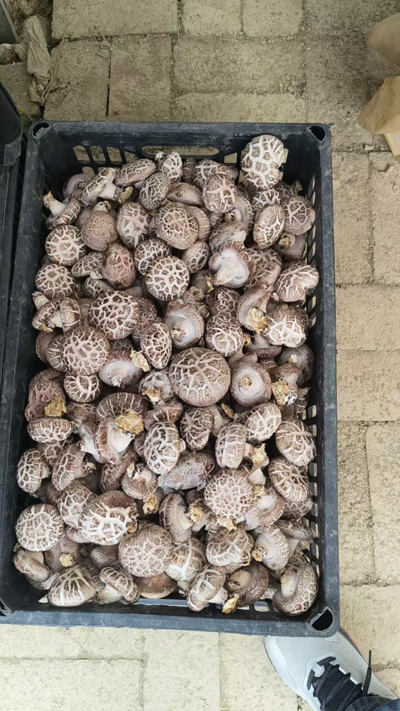 新鲜香菇，自家种植