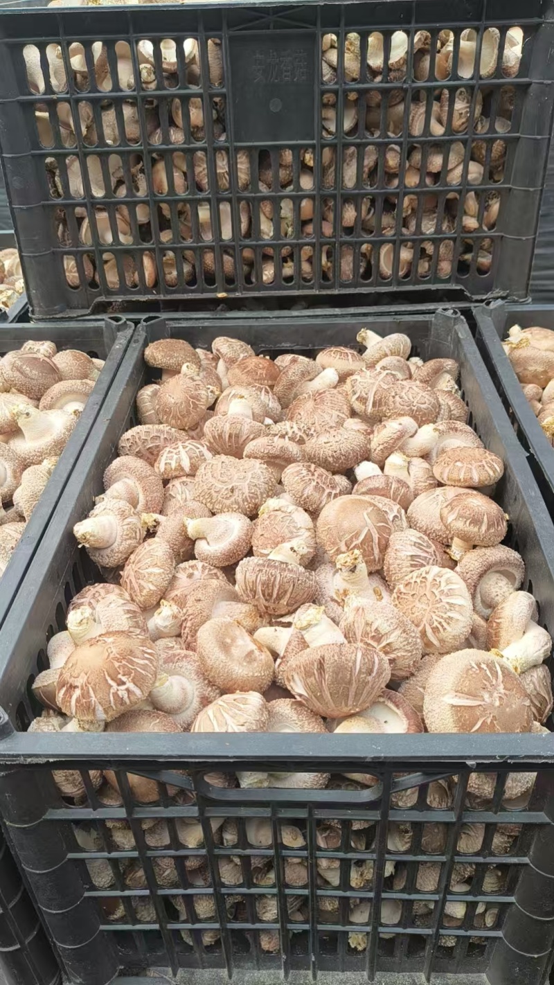 新鲜香菇，自家种植