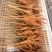 凤爪卤爪口感糯软绵柔60克烧烤自助餐火锅