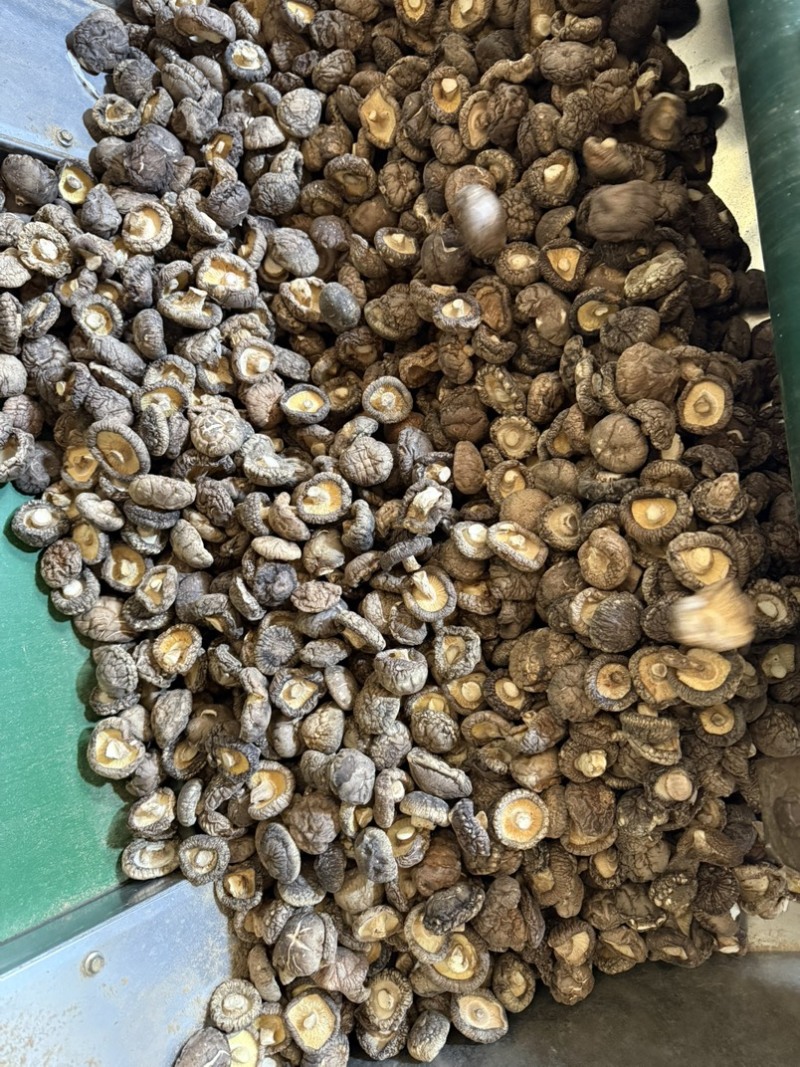 包邮精选3～4厘米新货泌阳干香菇