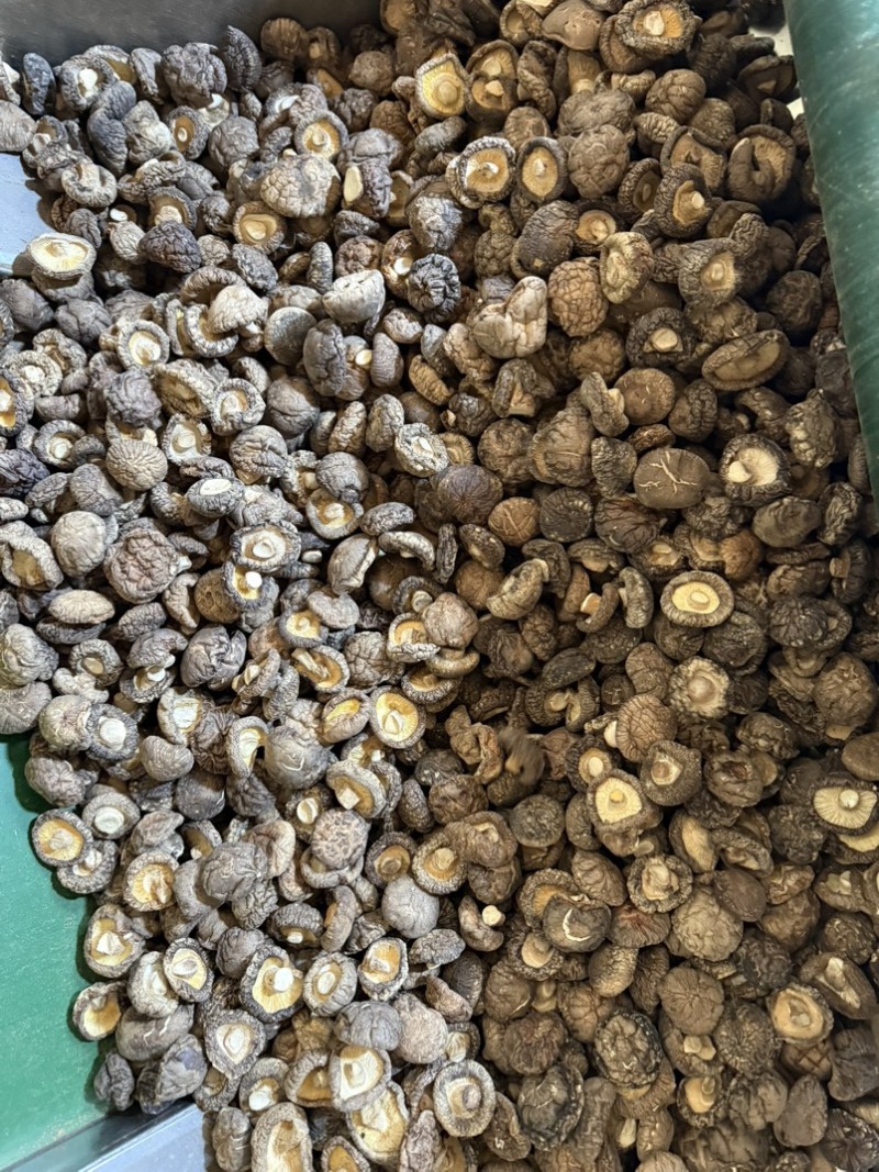 包邮精选3～4厘米新货泌阳干香菇