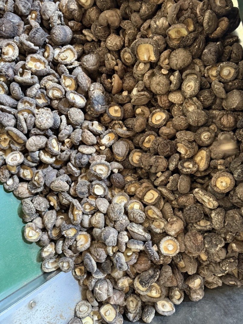 包邮精选3～4厘米新货泌阳干香菇