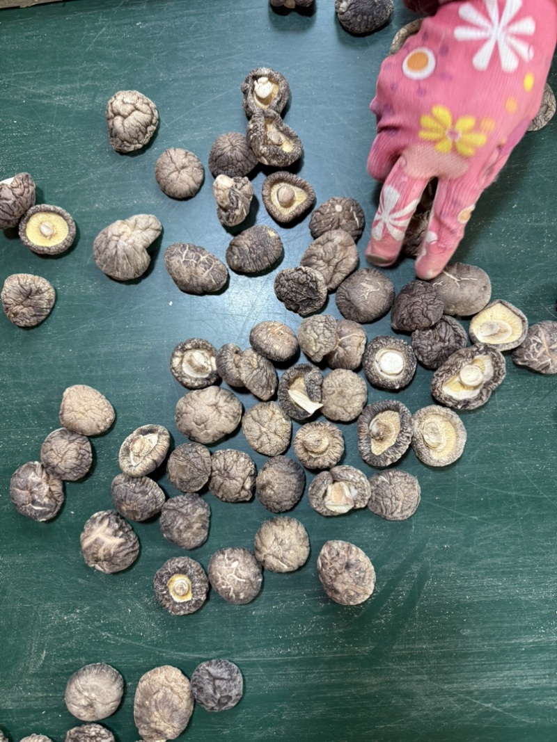 包邮精选3～4厘米新货泌阳干香菇