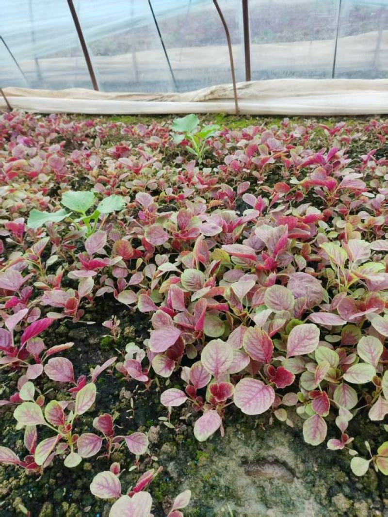 江苏苋菜新鲜上市，对接市场，档口，商超，量大从优