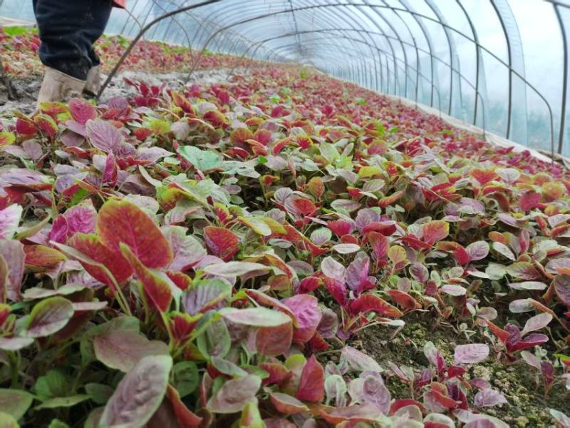 江苏苋菜新鲜上市，对接市场，档口，商超，量大从优