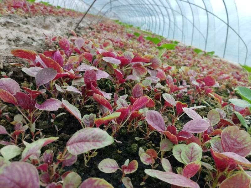 江苏苋菜新鲜上市，对接市场，档口，商超，量大从优