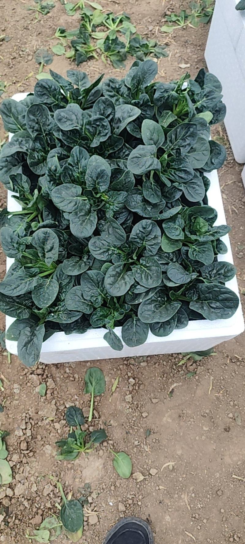 精品菠菜，质优价廉，大量供应中，全国发货