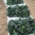 精品菠菜，质优价廉，大量供应中，全国发货