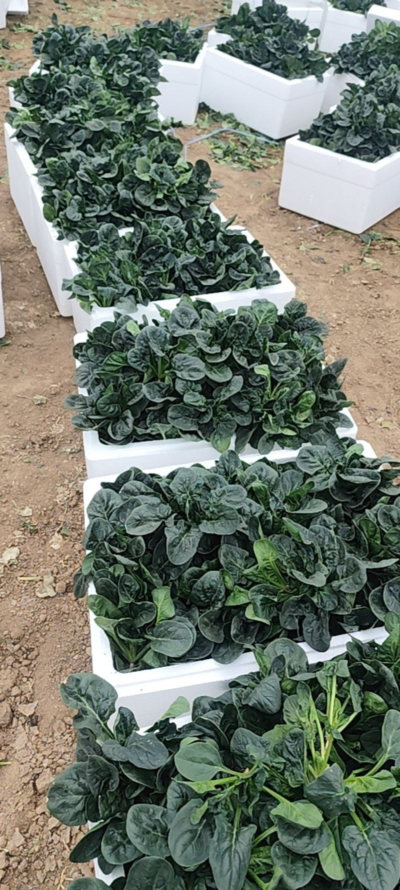精品菠菜，质优价廉，大量供应中，全国发货