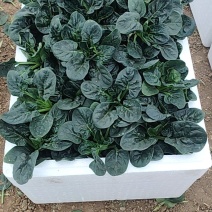 精品菠菜，质优价廉，大量供应中，全国发货