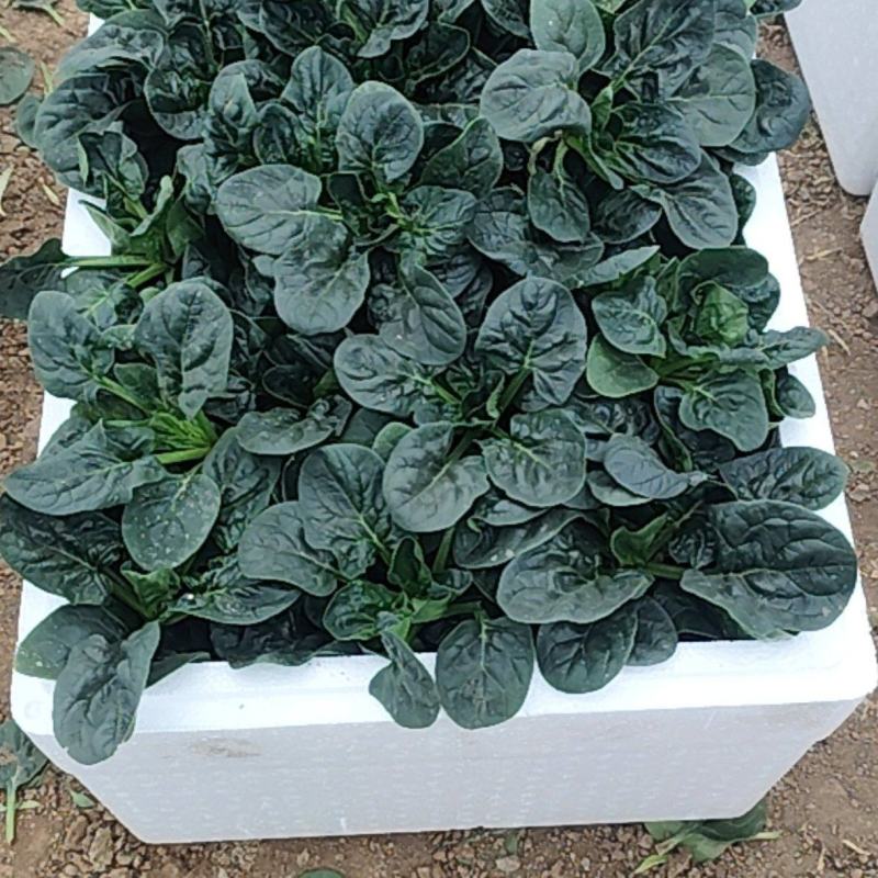精品菠菜，质优价廉，大量供应中，全国发货