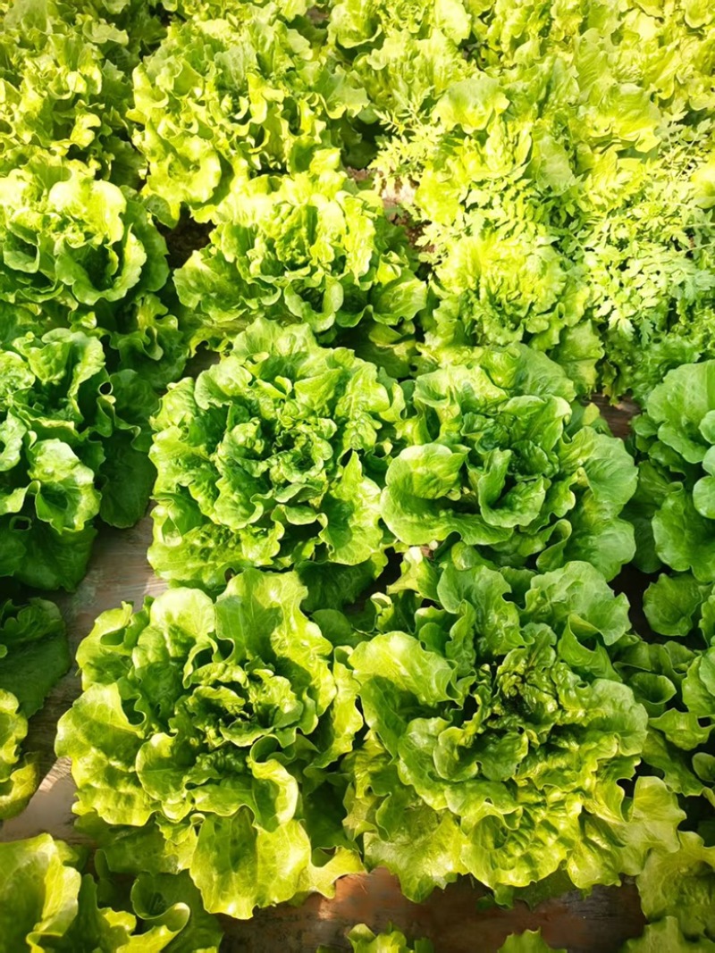精品意大利生菜，可视频验货，保质保量，对接全国
