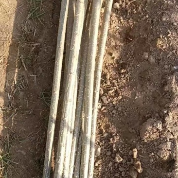 杨树苗107