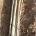 杨树苗107