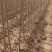 杨树苗107