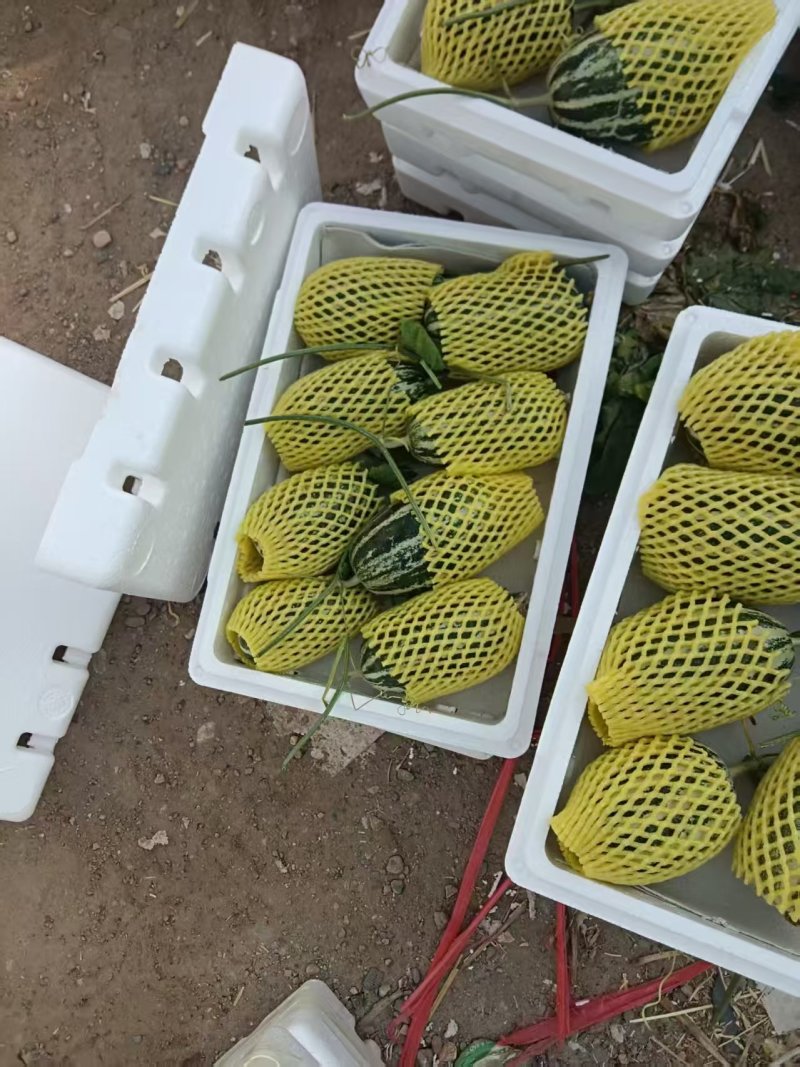 博洋9号博洋61博洋甜瓜青县甜瓜大量上市