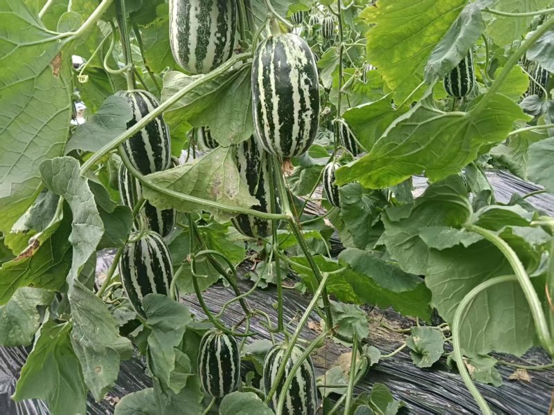 博洋9号博洋61博洋甜瓜青县甜瓜大量上市