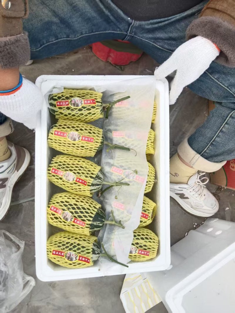 博洋9号博洋61博洋甜瓜青县甜瓜大量上市