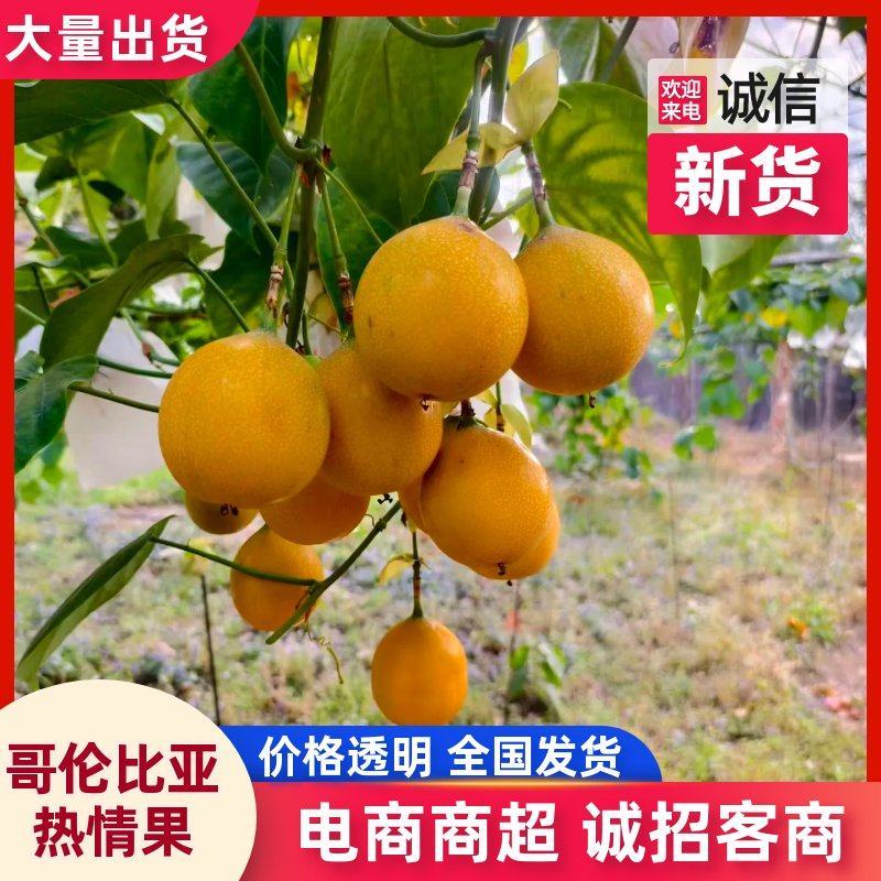 哥伦比亚热情果，热带水果，量大价优，欢迎咨询