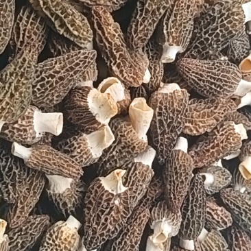 羊肚菌