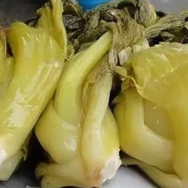 大量出售腌制广州叶芥菜