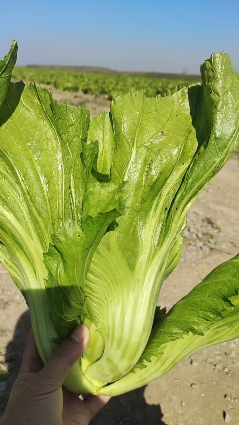 大量出售腌制广州叶芥菜