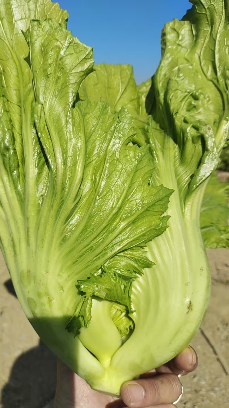 大量出售腌制广州叶芥菜