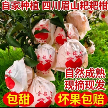 《四川耙耙柑》眉山柑桔/产地货源/品质保证/全国供应