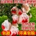 《四川耙耙柑》眉山柑桔/产地货源/品质保证/全国供应